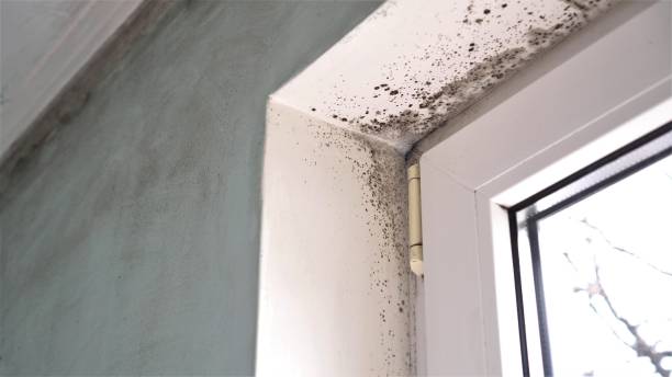 Best Basement Mold Removal  in West Van Lear, KY