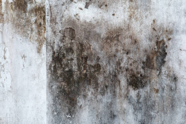 Best Biohazard Mold Removal  in West Van Lear, KY