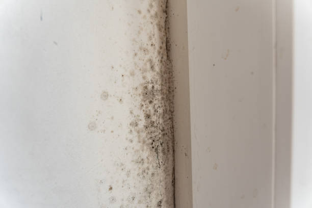 West Van Lear, KY Mold Removal Company