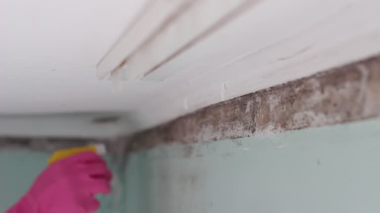 Best Mold Removal for HVAC Installations  in West Van Lear, KY